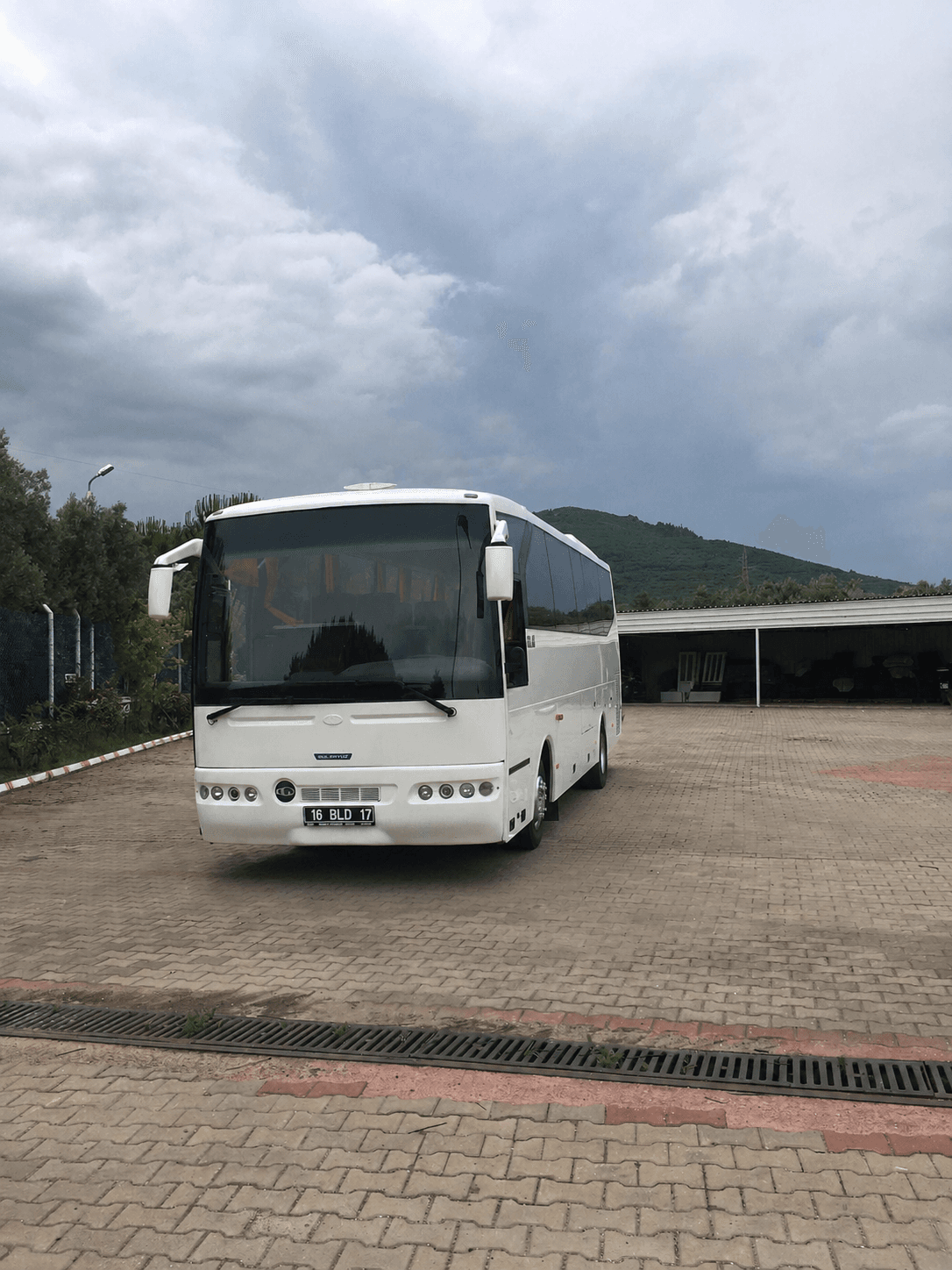 Güleryüz Cobra